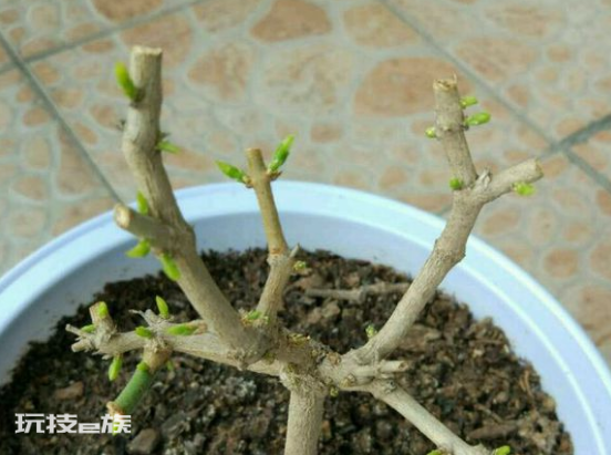 茉莉花什么时候修剪好(家里养茉莉花注意换盆和修剪时机)-图片6